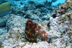 Roter Krake_adult-Malediven-2013-018
