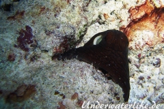 Roter Krake_adult-Malediven-2013-021