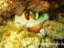 Gemeiner Krake (Octopus vulgaris) Mittelmeer
