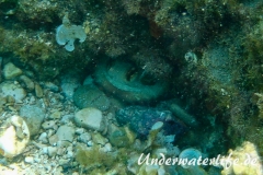 Gewoehnlicher Krake-Dubrovnik-2015-003