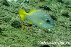 Gemeiner Putzerfisch_adult-Thailand-2017-002