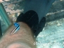 Gemeiner Putzerfisch (Labroides dimidiatus) Indik