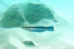 Gemeiner Putzerfisch_adult-Malediven-2013-04
