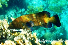 Gemeiner Putzerfisch_adult-Marsa alam-2012-1