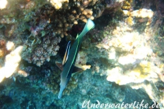 Gemeiner Putzerfisch_adult-Marsa alam-2012-2
