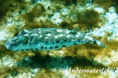 Geperlter Kugelfisch_adult-Karibik-2014-001