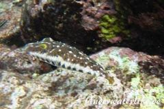 Geperlter Kugelfisch_adult-Karibik-2014-002