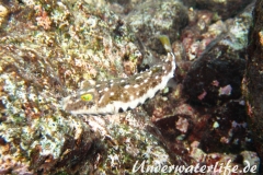 Geperlter Kugelfisch_adult-Karibik-2014-003
