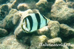 Gestreifter Falterfisch_adult-Karibik-2014-001