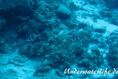 Gestreifter Falterfisch_adult-Karibik-2014-002