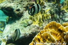 Gestreifter Falterfisch_adult-Karibik-2014-003