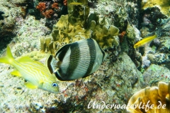 Gestreifter Falterfisch_adult-Karibik-2014-004