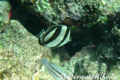 Gestreifter Falterfisch_adult-Karibik-2014-005