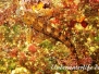 Mittelmeer Schleimfische-Blenniidae-Combtooth blennies
