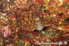 Gestreifter Schleimfisch_adult-Dubrovnik-2015-02