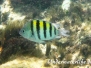 Gestreifter Sergeant (Abudefduf saxatilis)