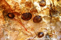 Gewoehnliche Napfschnecke-Dubrovnik-2015-002