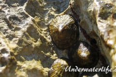 Gewoehnliche Napfschnecke-Dubrovnik-2015-003
