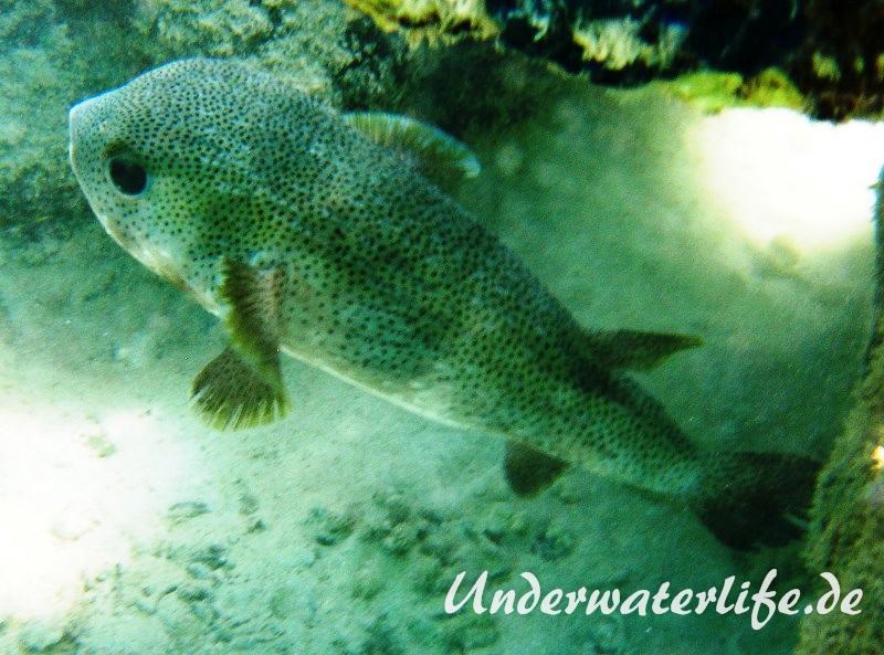 Gewöhnlicher Igelfisch_adult-Marsa alam-2012-1