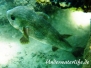 Gewöhnlicher Igelfisch (Diodon hystrix) Indik