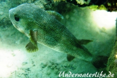 Gewöhnlicher Igelfisch_adult-Marsa alam-2012-1