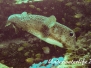Gewöhnlicher Igelfisch (Diodon hystrix) Indopazifik