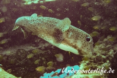 Gepunkteter Igelfisch_adult-Thailand-2017-001