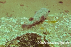 Gepunkteter Igelfisch_adult-Thailand-2017-002