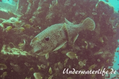 Gepunkteter Igelfisch_adult-Thailand-2017-003