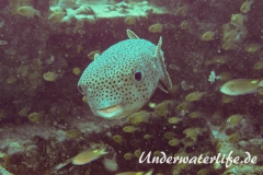 Gepunkteter Igelfisch_adult-Thailand-2017-004