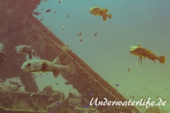 Gepunkteter Igelfisch_adult-Thailand-2017-005