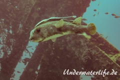 Gepunkteter Igelfisch_adult-Thailand-2017-006