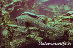 Gepunkteter Igelfisch_adult-Thailand-2017-007