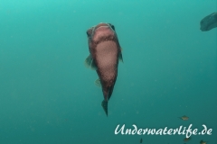 Gepunkteter Igelfisch_adult-Thailand-2017-008