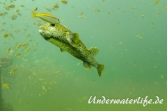Gepunkteter Igelfisch_adult-Thailand-2017-009