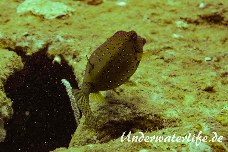 Gewoehnlicher Kofferfisch_adult-Thailand-2017-001
