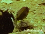 Gewöhnlicher Kofferfisch (Ostracion cubicus) Indopazifik