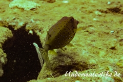 Gewoehnlicher Kofferfisch_adult-Thailand-2017-001