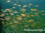 Gewöhnlicher-Schnapper (Lutjanus lutjanus) Indopazifik
