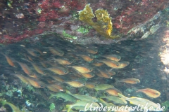 Beilfisch_adult-Karibik-2014-001