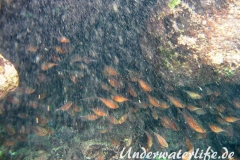 Beilfisch_adult-Karibik-2014-002