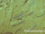 Goldband-Füsilier (Caesio caerulaurea)