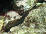 Goldschwanz-Muräne (Gymnothorax miliaris)