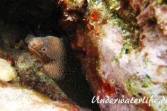 Goldschwanz-Muräne_adult-Karibik-2014-002