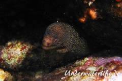 Goldschwanz-Muräne_adult-Karibik-2014-003