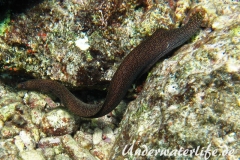 Goldschwanz-Muräne_adult-Karibik-2014-004