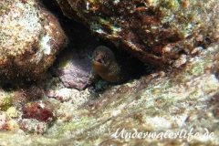 Goldschwanz-Muräne_adult-Karibik-2014-005