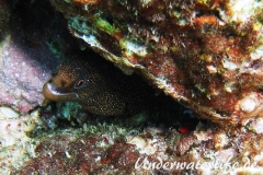 Goldschwanz-Muräne_adult-Karibik-2014-006