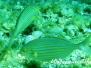 Goldstrieme (Sarpa salpa)