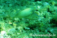 Goldstrieme_adult-Dubrovnik-2015-02